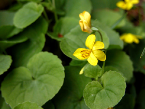 Viola biflora (click per ingrandire l'immagine)