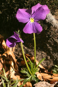 Viola calcarata (click per ingrandire l'immagine)