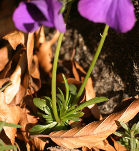 Viola calcarata (click per ingrandire l'immagine)