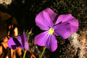 Viola calcarata (click per ingrandire l'immagine)