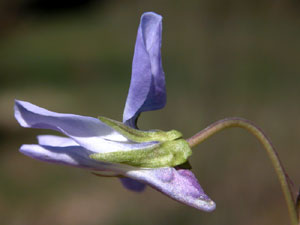 Viola canina (click per ingrandire l'immagine)