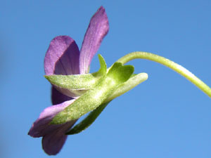 Viola tricolor (click per ingrandire l'immagine)