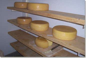 Forme di formaggio San Stè