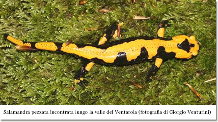 Una Salamandra pezzata incontrata lungo la valle del Ventarola