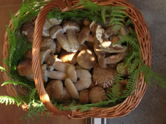 Funghi porcini (fotografia di Rialdo Cuneo)