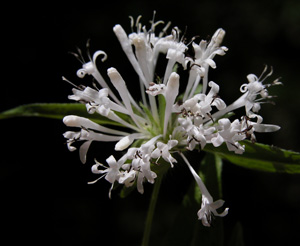 Asperula taurina (click per ingrandire l'immagine)