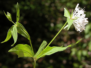 Asperula taurina (click per ingrandire l'immagine)