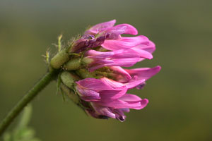 Astragalus purpureus (click per ingrandire l'immagine)