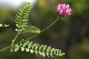 Astragalus purpureus (click per ingrandire l'immagine)