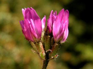 Astragalus purpureus (click per ingrandire l'immagine)