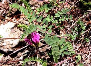 Astragalus purpureus (click per ingrandire l'immagine)