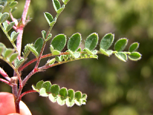 Astragalus purpureus (click per ingrandire l'immagine)
