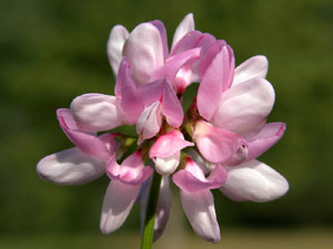 Coronilla varia (click per ingrandire l'immagine)