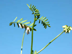 Coronilla varia (click per ingrandire l'immagine)