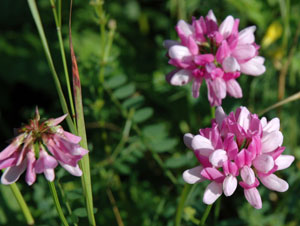 Coronilla varia (click per ingrandire l'immagine)