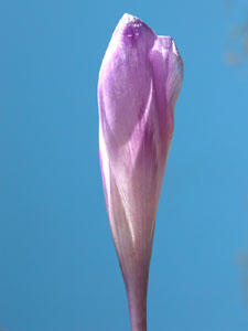 Crocus albiflorus (click per ingrandire l'immagine)