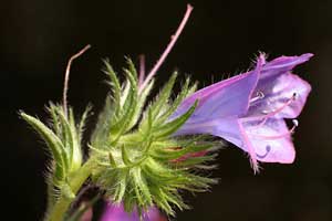 Echium plantagineum (click per ingrandire l'immagine)
