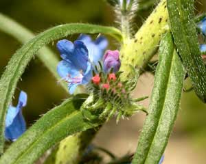 Echium plantagineum (click per ingrandire l'immagine)