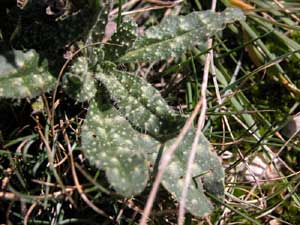 Echium plantagineum (click per ingrandire l'immagine)