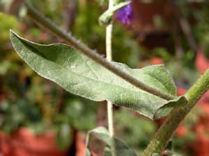 Echium plantagineum (click per ingrandire l'immagine)