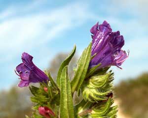 Echium plantagineum (click per ingrandire l'immagine)