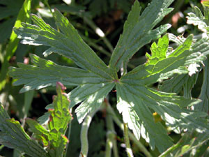 Geranium sylvaticum (click per ingrandire l'immagine)