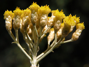 Helichrysium (click per ingrandire l'immagine)