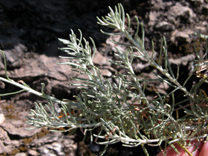 Helichrysium (click per ingrandire l'immagine)