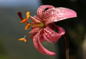 Lilium martagon (click per ingrandire l'immagine)