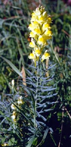 Linaria vulgaris (click per ingrandire l'immagine)