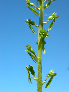 Listera ovata (click per ingrandire l'immagine)