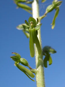 Listera ovata (click per ingrandire l'immagine)