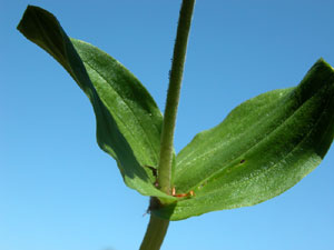 Listera ovata (click per ingrandire l'immagine)