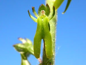 Listera ovata (click per ingrandire l'immagine)