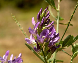 Medicago sativa (click per ingrandire l'immagine)