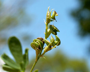 Medicago sativa (click per ingrandire l'immagine)