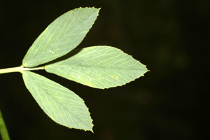 Medicago sativa (click per ingrandire l'immagine)