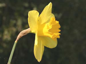 Narcissus pseudonarcissus (click per ingrandire l'immagine)