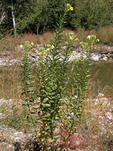 Oenothera biennis (click per ingrandire l'immagine)