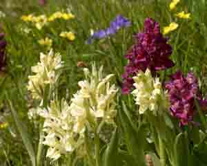 Orchis dactylorhiza sambucina (click per ingrandire l'immagine)