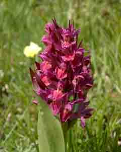 Orchis dactylorhiza sambucina (click per ingrandire l'immagine)