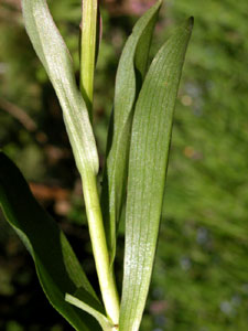 Orchis dactylorhiza sambucina (click per ingrandire l'immagine)