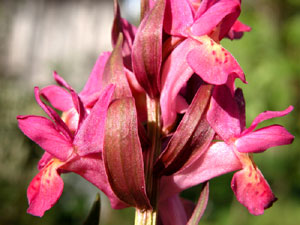 Orchis dactylorhiza sambucina (click per ingrandire l'immagine)