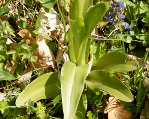 Orchis mascula (click per ingrandire l'immagine)