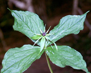 Paris quadrifolia (click per ingrandire l'immagine)