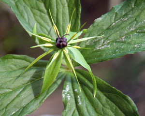 Paris quadrifolia (click per ingrandire l'immagine)