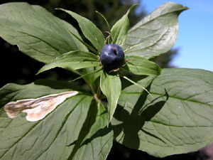 Paris quadrifolia (click per ingrandire l'immagine)