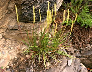 Plantago serpentina (click per ingrandire l'immagine)