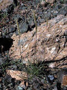 Plantago serpentina (click per ingrandire l'immagine)