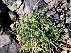 Plantago serpentina (click per ingrandire l'immagine)